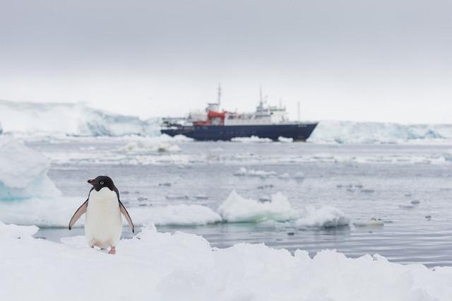 087 Antarctica, Hope Bay, adeliepinguin.jpg